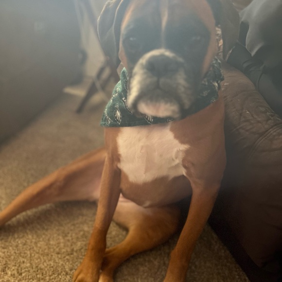 Meet your Posher, Jessica - Picture 4 of 16